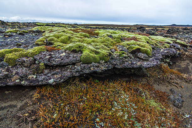 istock Icelandic extreme terrain landscape with basalt rock and green moss 533456633
