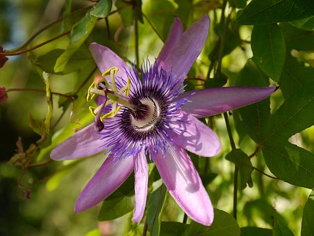 istock Purple Passionflower 533456818