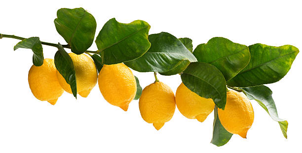 istock Few lemons on the branch. 533456826