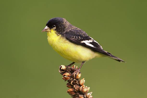 Male Lesser Goldfinch (Carduelis psaltria) Male Lesser Goldfinch (Carduelis psaltria) on a mullion stalk with a green background goldfinch stock pictures, royalty-free photos & images