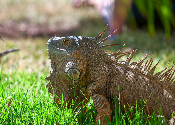 istock portrait of tropical iguana 533457137