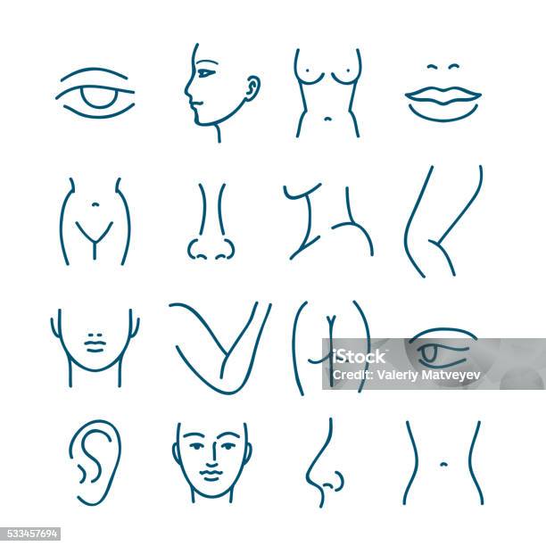 Human Body Parts Vector Line Icons Stock Illustration - Download Image Now - Chest - Torso, Icon Symbol, Eye