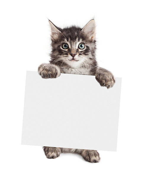 istock Smiling Kitten Holding Blank Sign 533458430