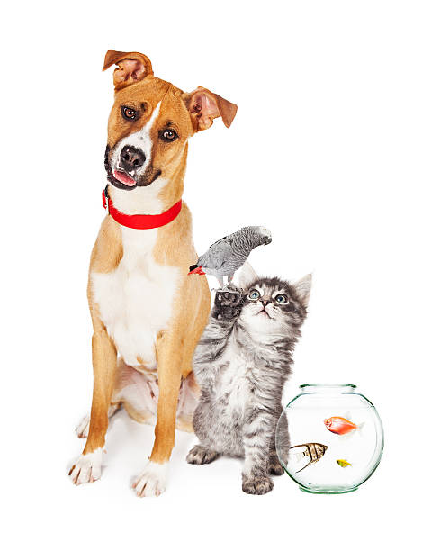 istock Kitten Dog Bird and Fish Together 533458486