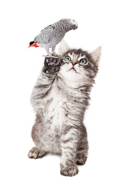 istock Cute Kitten Holding Parrot Bird 533458526
