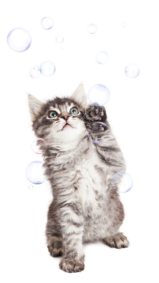Cute kitten playing with floating soap bubbles