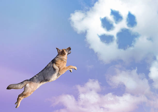dog jumping in the sky clouds