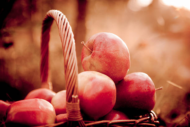 istock Fresh harvest of apples. Nature theme 533458791
