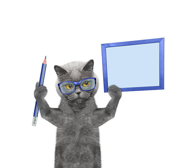 istock cat holding a pencil and blank 533458804
