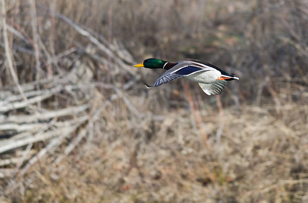 istock Mallard Duck Flying Through the Woods 533459257