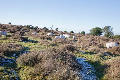 Flock of Quantock sheep feeding on the rough grass in the winter.