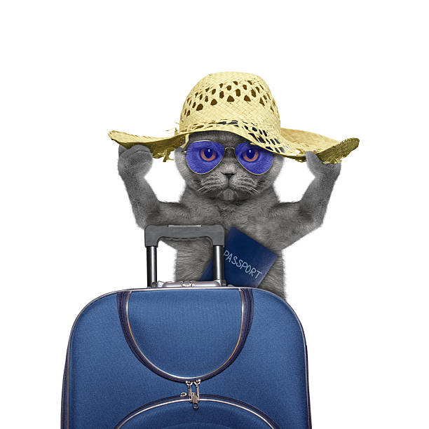 istock cat is going on a trip to travel with suitcase 533459380