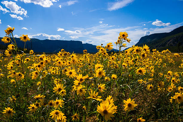 istock Yellowstone Meadow with Yellow Flowers 533459456