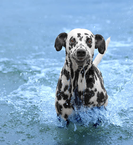 istock Dog swims and runs into the sea or river 533459474