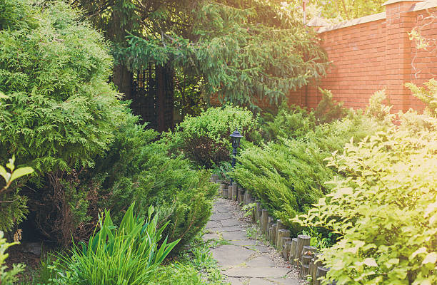 istock Landscape design, evergreen bushes and path 533459542