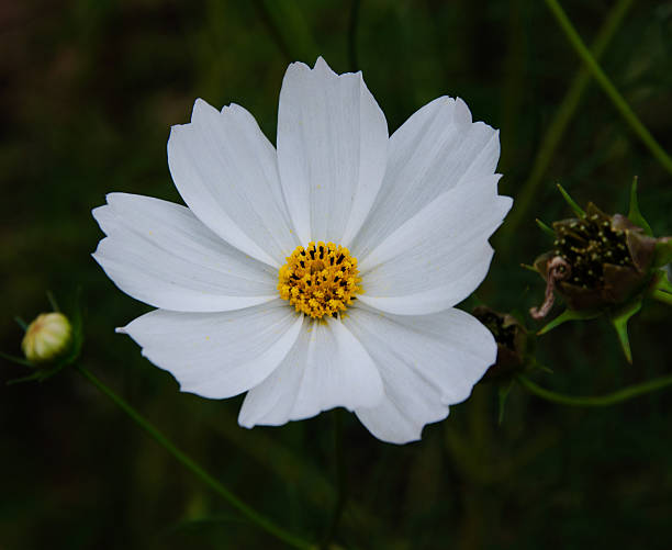 istock cosmos flower in the garden 533459935