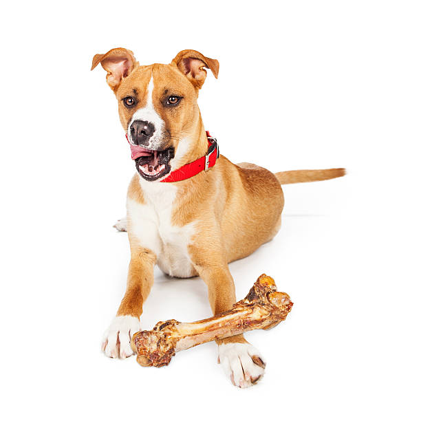 istock Dog Enjoying Large Natural Bone 533460118