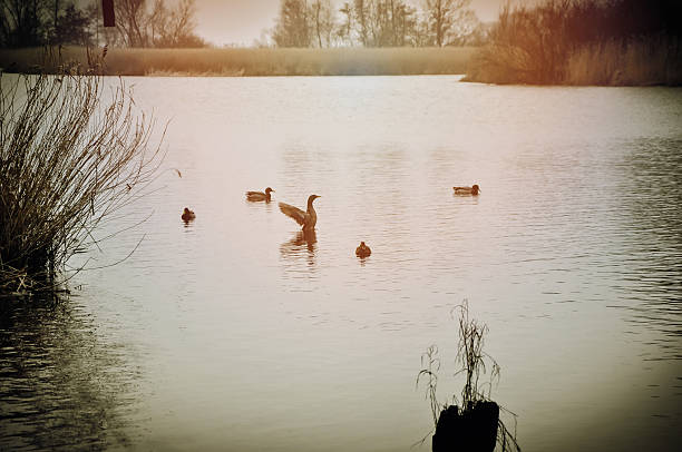 The image of duck, river