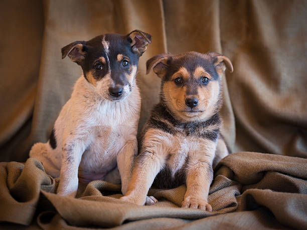 Happy puppies in the backyard
