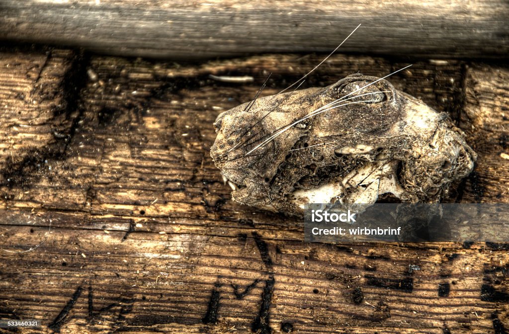 Rabbit's head old mummified head of a rabbit 2015 Stock Photo