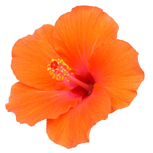 Orange Hibiscus Orange Hibiscus on white background rosa chinensis stock pictures, royalty-free photos & images