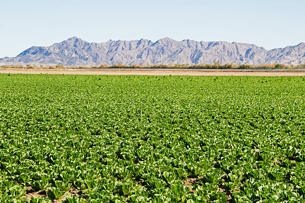 Lettuce Field A large field of lettuce growing near the foothills in Yuma, Arizona. yuma photos stock pictures, royalty-free photos & images
