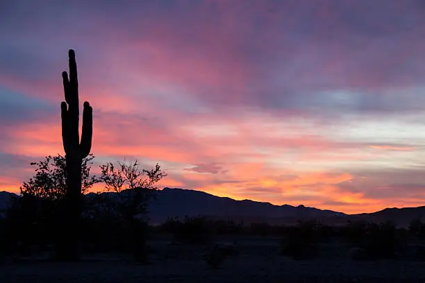 A saguaro is silhouetted at the base of the mountains in Quartzsite, Arizona.