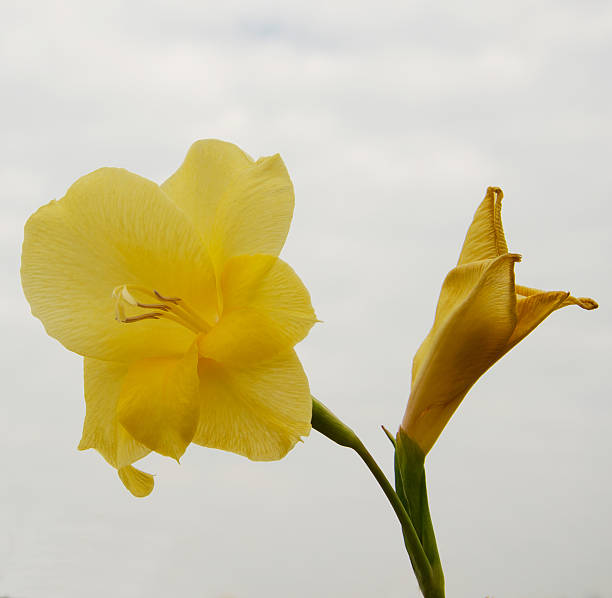 seule fleurs de glaïeul - gladiolus flower floral pattern single flower photos et images de collection