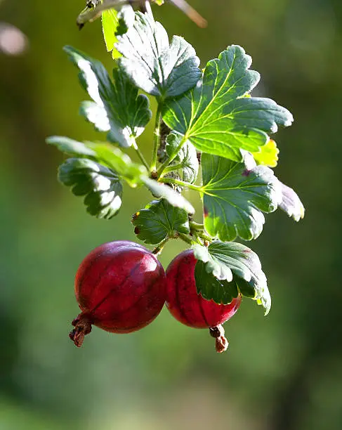 Close-up of two dark red gooseberries (Ribes uva crispa) in front of a blurred green background.