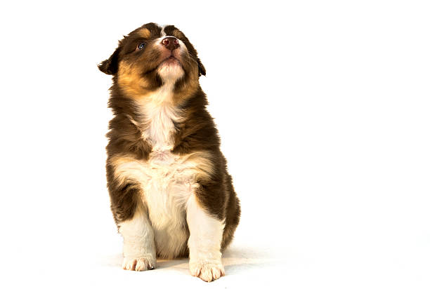 istock Red Tricolor Australian Shepherd puppy 533461589