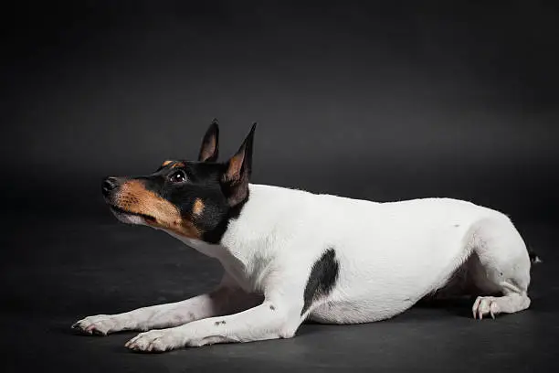 Toy fox terrier on a black background