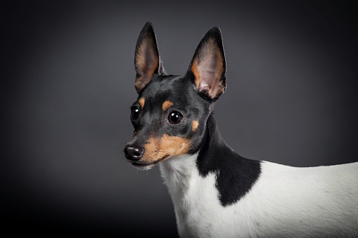 Toy fox terrier on a black background