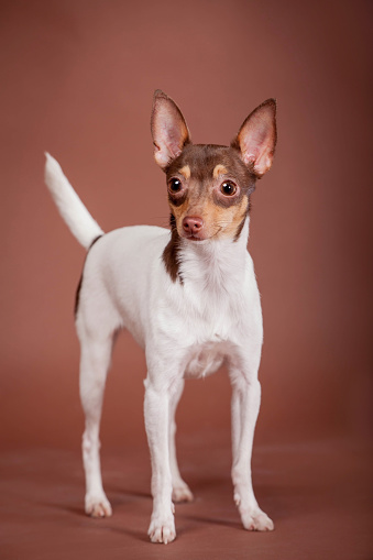 Funny Toy fox terrier on a brown background