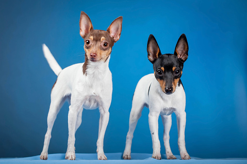 Two toy fox terriers on a blue backgorund