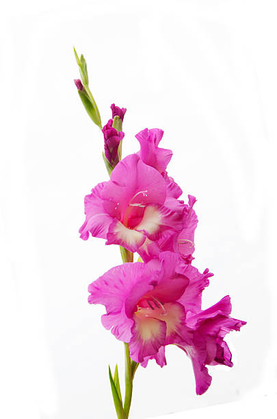 gladiolo flores en el jardín - gladiolus single flower flower yellow fotografías e imágenes de stock