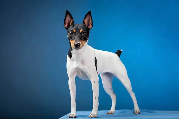 Toy fox terrier on a blue background