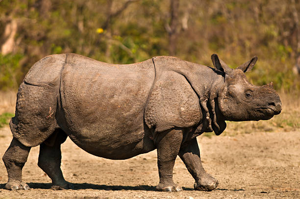 istock One horned Rhinoceros 533462609