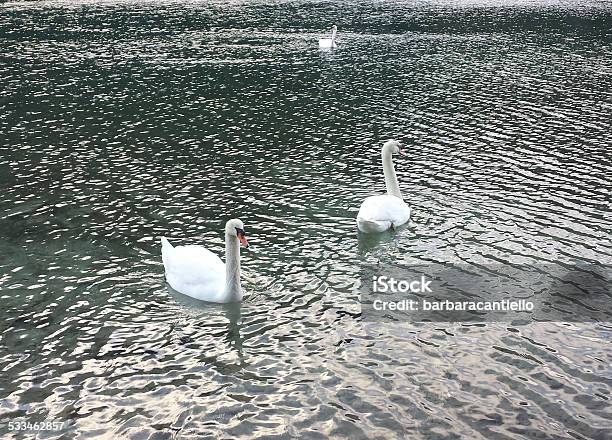 White Swan Stock Photo - Download Image Now - 2015, Animal, Animal Themes