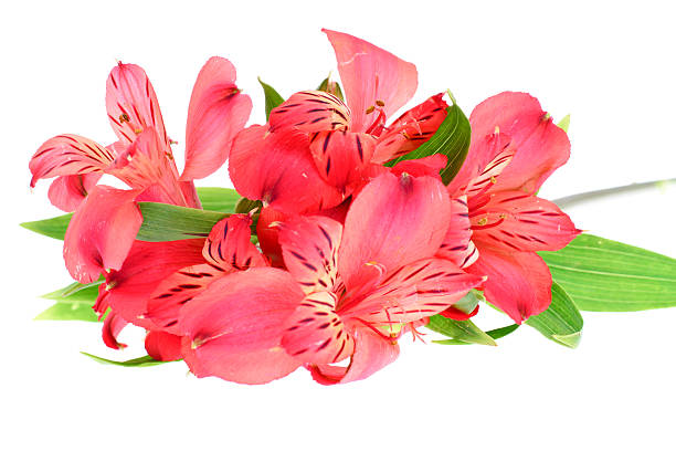 istock Pink Lily Isolated on White Background 533463051