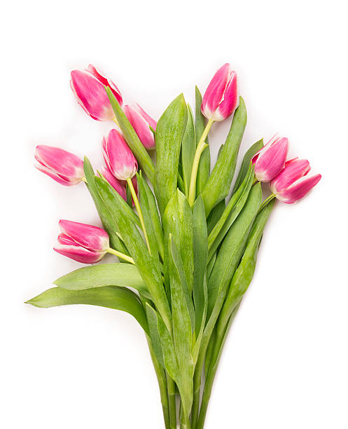 istock Pink tulips bunch on white background 533463325