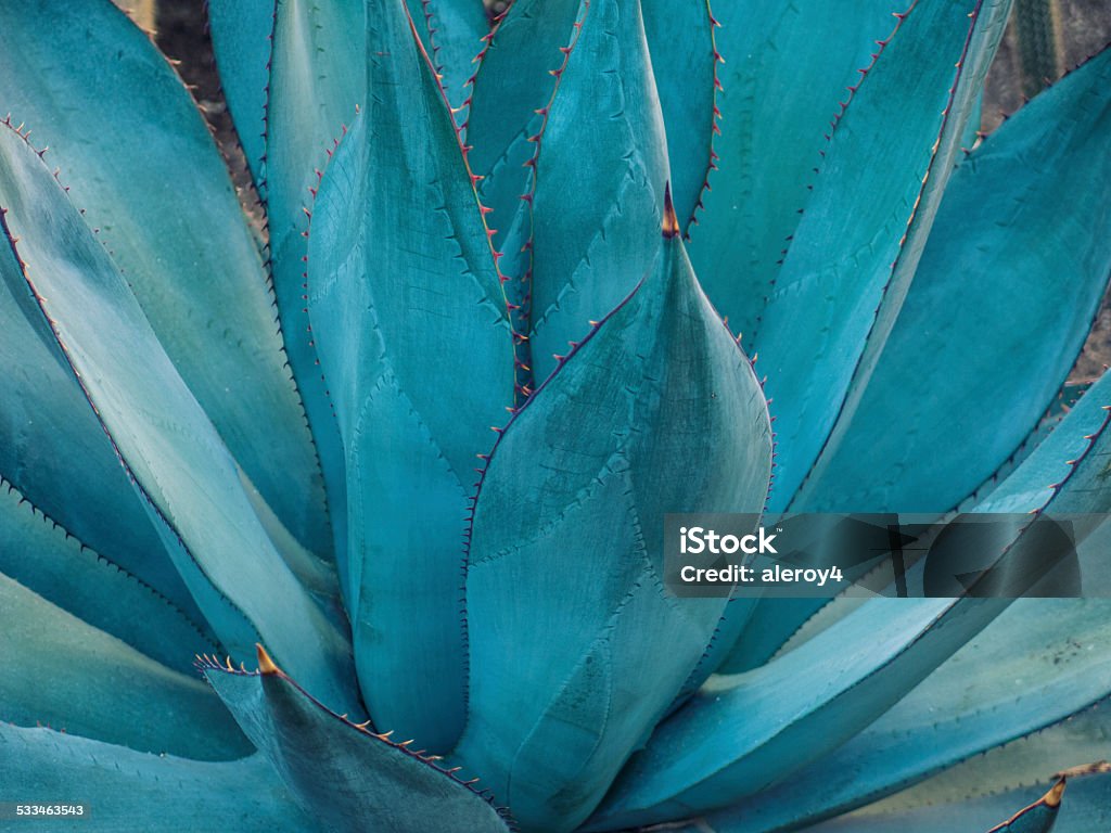 agave-Detailarbeit - Lizenzfrei Agave Stock-Foto