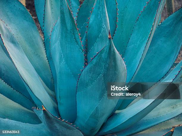 Agavedetailarbeit Stockfoto und mehr Bilder von Agave - Agave, 2015, Farbton