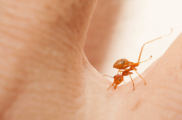 istock Angry ant attack enemy by bite and spray citric acid 533463729