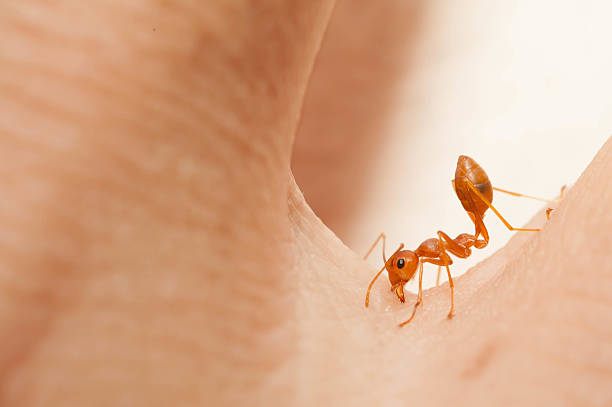 Angry ant attack enemy by bite and spray citric acid stock photo