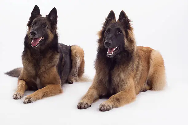 Two Belgian Shepherds, dog and bitch, laying down, white studio background