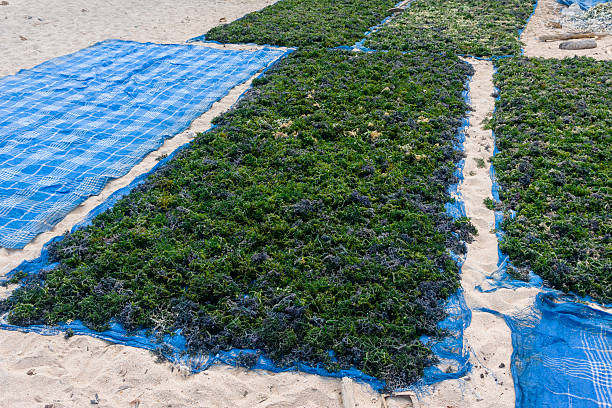 geernteten seetang trocknen in nusa lembongan - seaweed nusa lembongan seaweed farming water stock-fotos und bilder