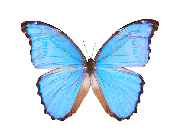 istock Blue Morpho Godarti butterfly isolated on white 533474271