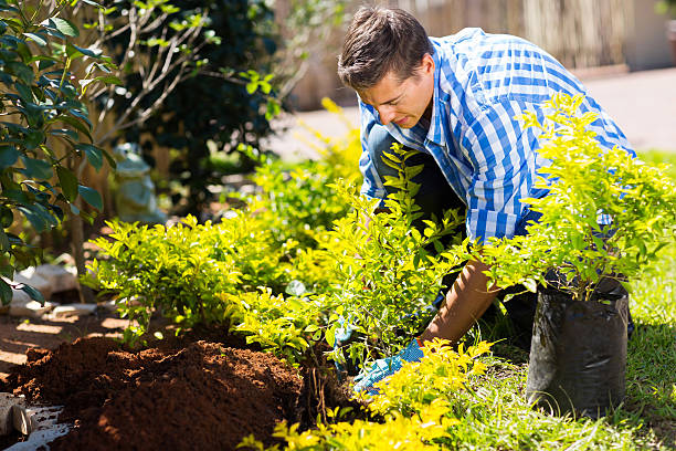 istock young man transplanting a new plant 533474659