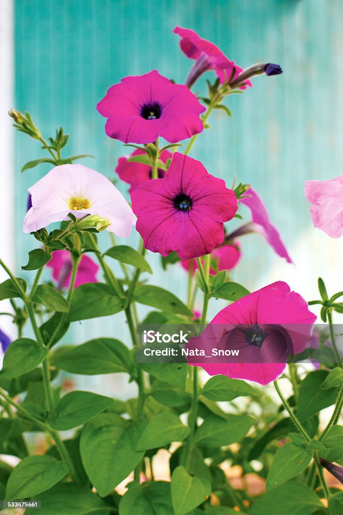 pink petunia flowers on a background of turquoise wall 2015 Stock Photo