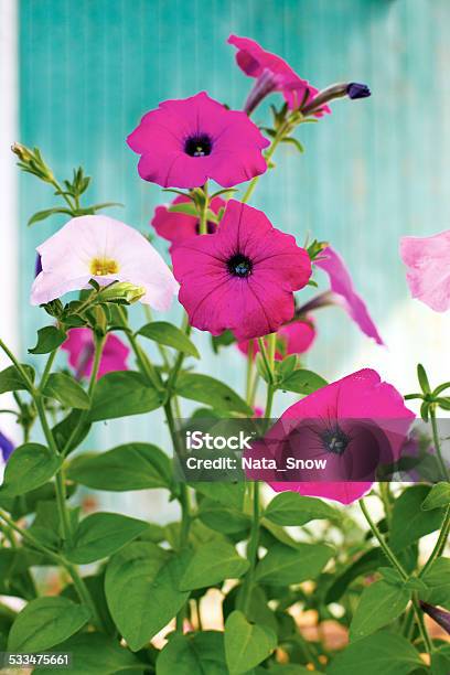 Pink Petunia Flowers On A Background Of Turquoise Wall Stock Photo - Download Image Now